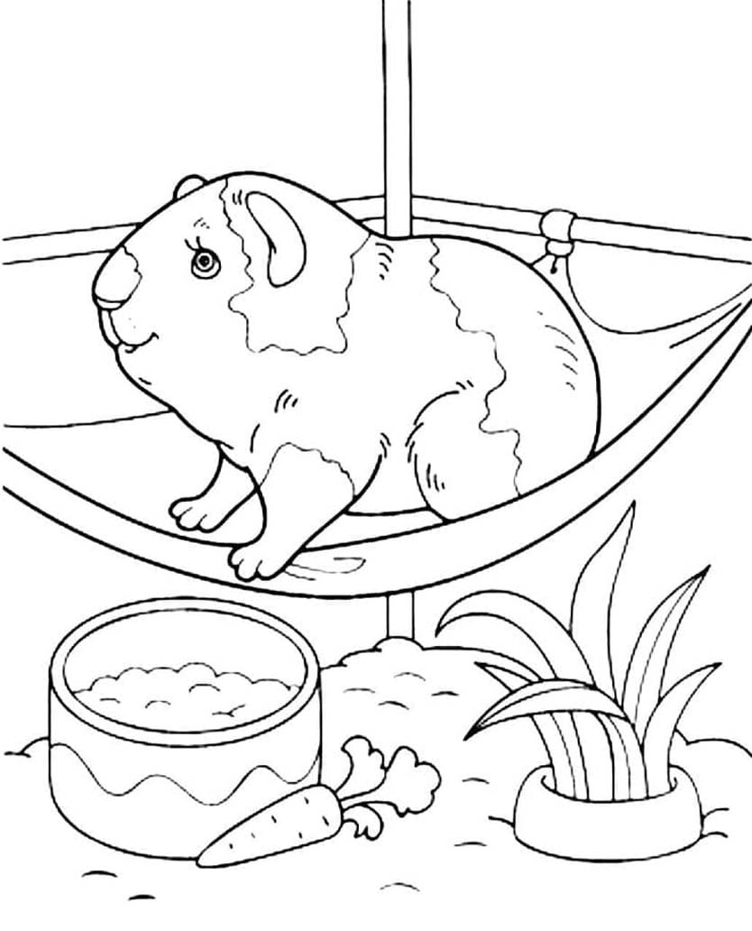 モルモット 基本的な ぬりえ