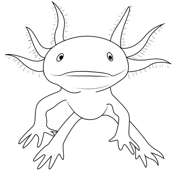 無料で アホロートル 描く ぬりえ