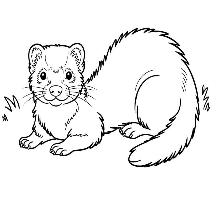 無料で フェレット 描く ぬりえ