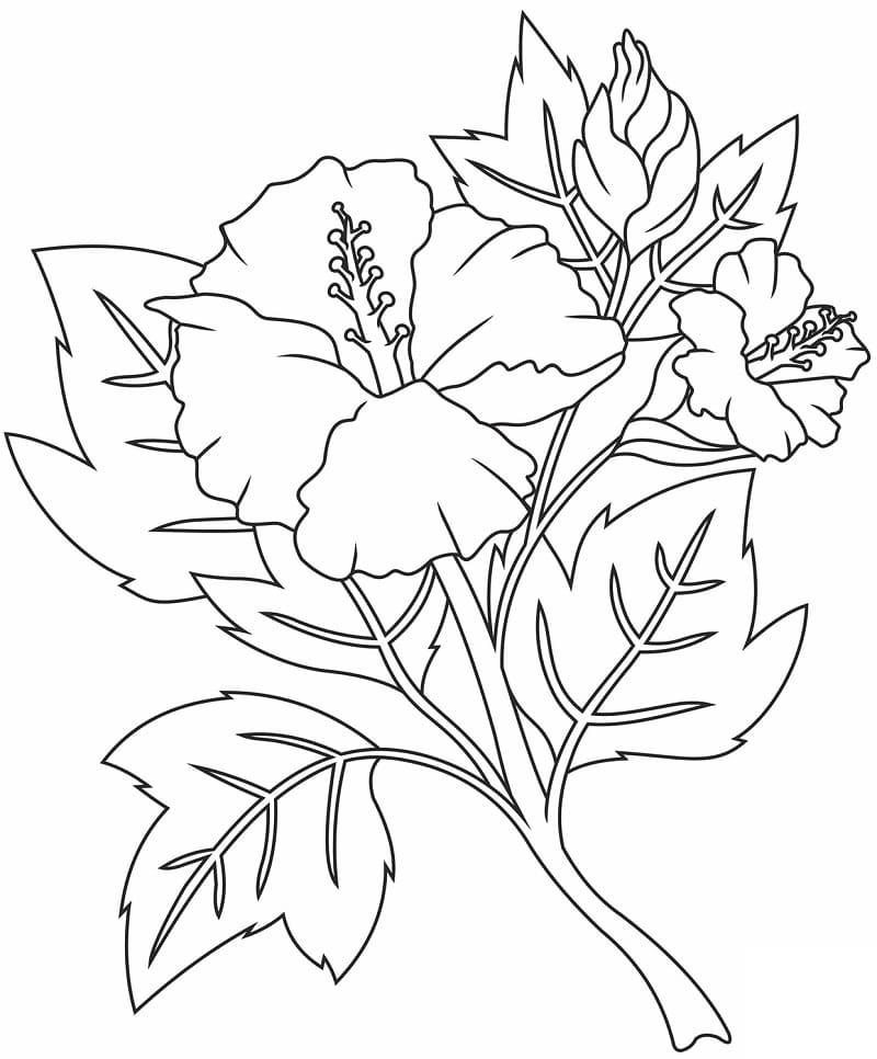 無料で印刷可能 ハイビスカス 描く ぬりえ