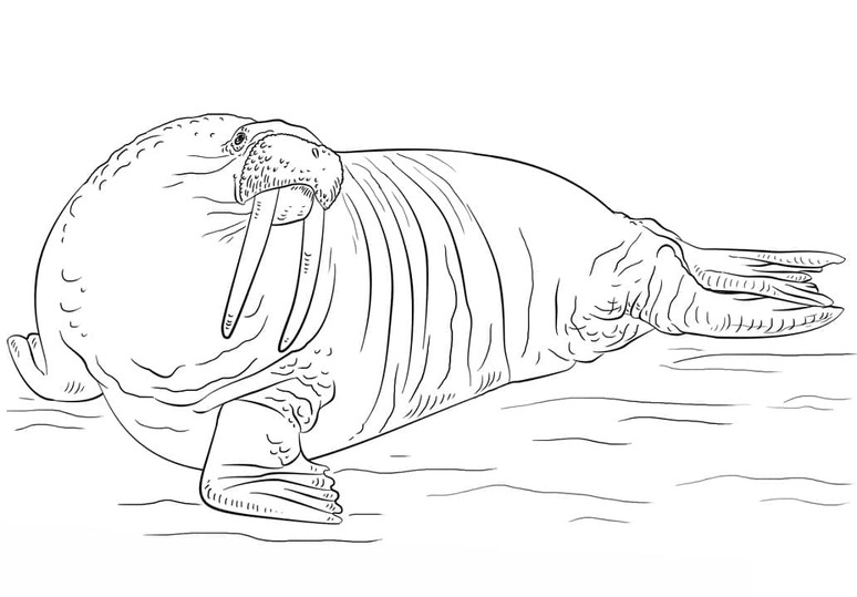 無料で セイウチ 描く ぬりえ