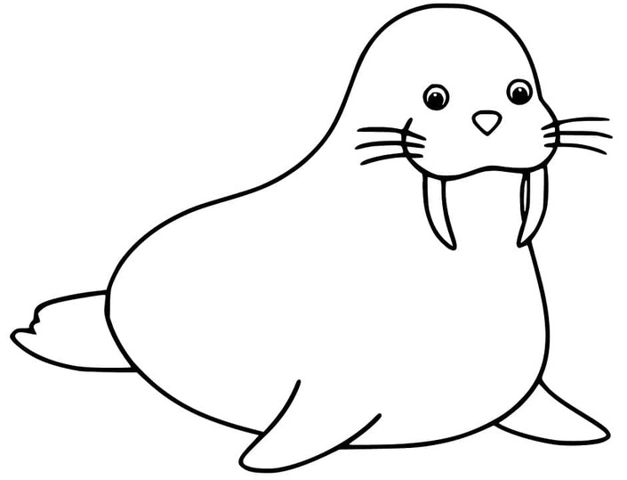 セイウチ ぬりえ ぬりえ