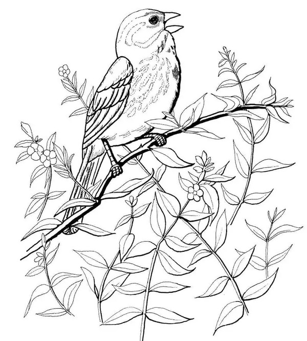 無料で スズメ 描く ぬりえ