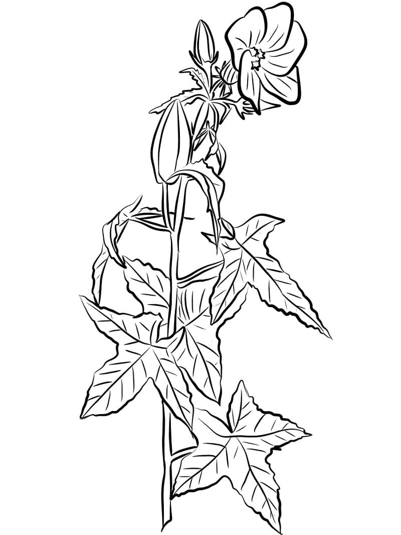 無料 ハイビスカス 描く ぬりえ