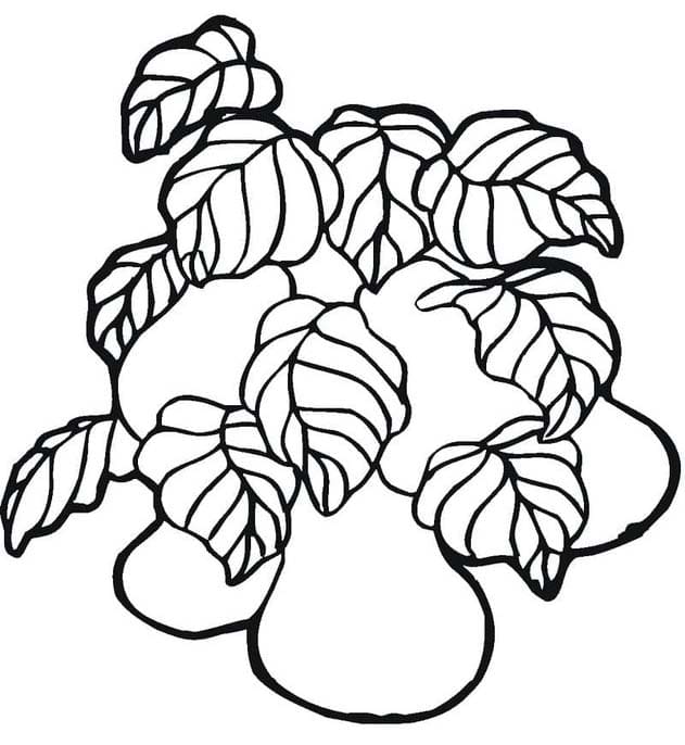 ナシ フォーム ぬりえ