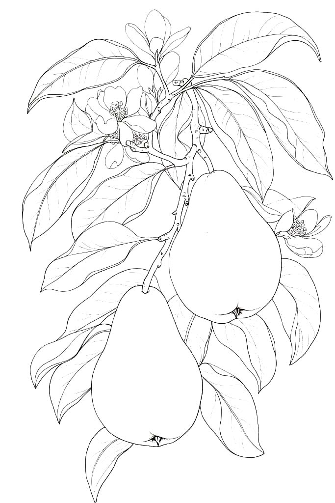 ナシ 畑 ぬりえ