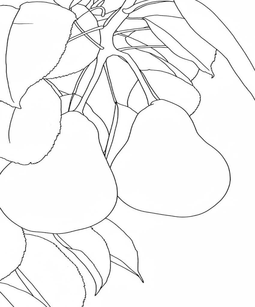 ナシの香り ぬりえ