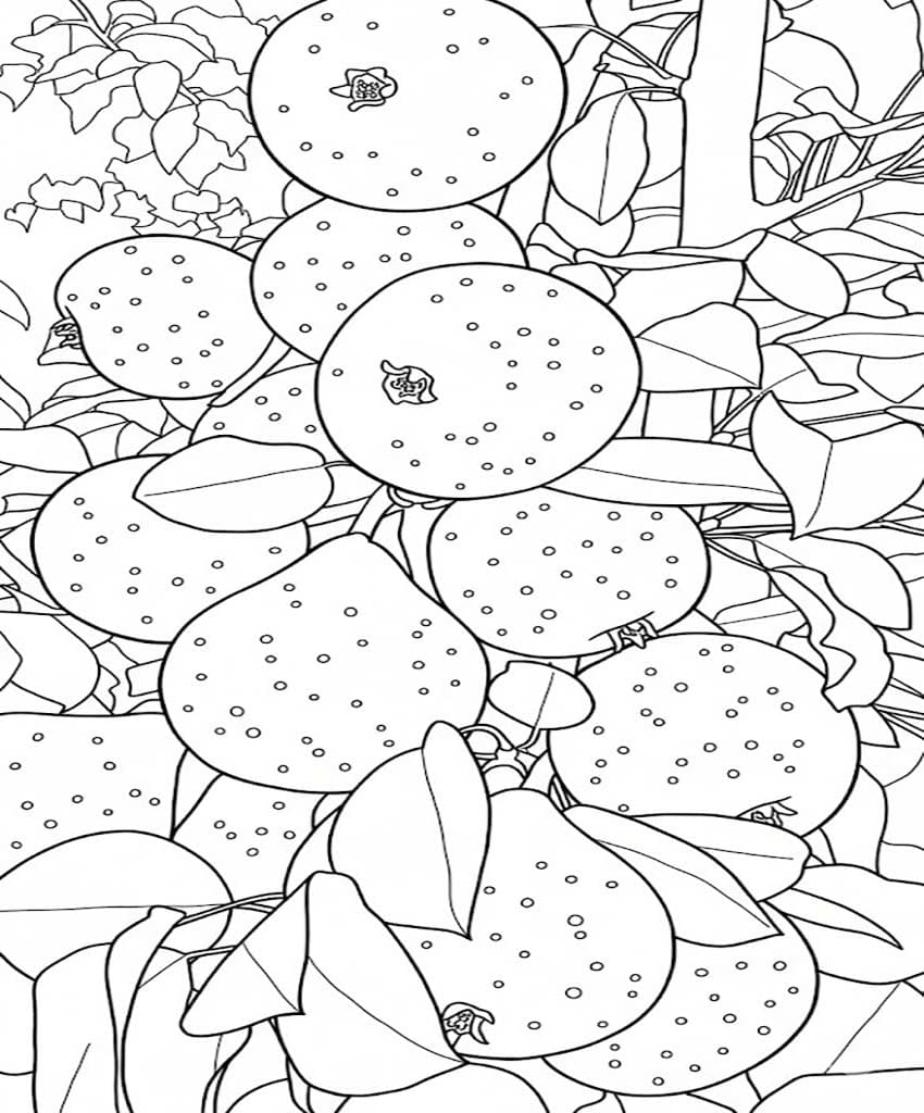 ナシの実 ぬりえ