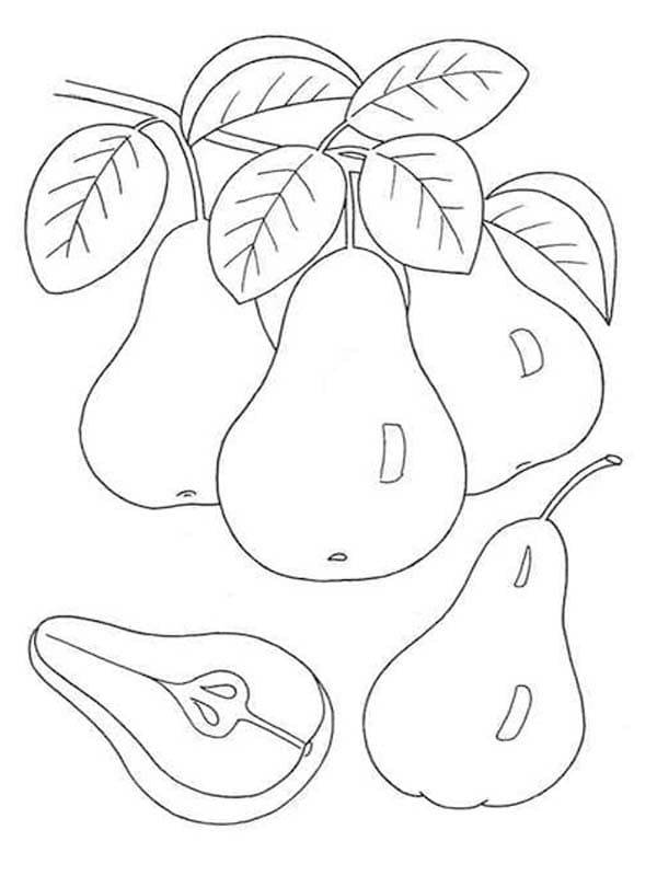 ナシ 白黒 ぬりえ