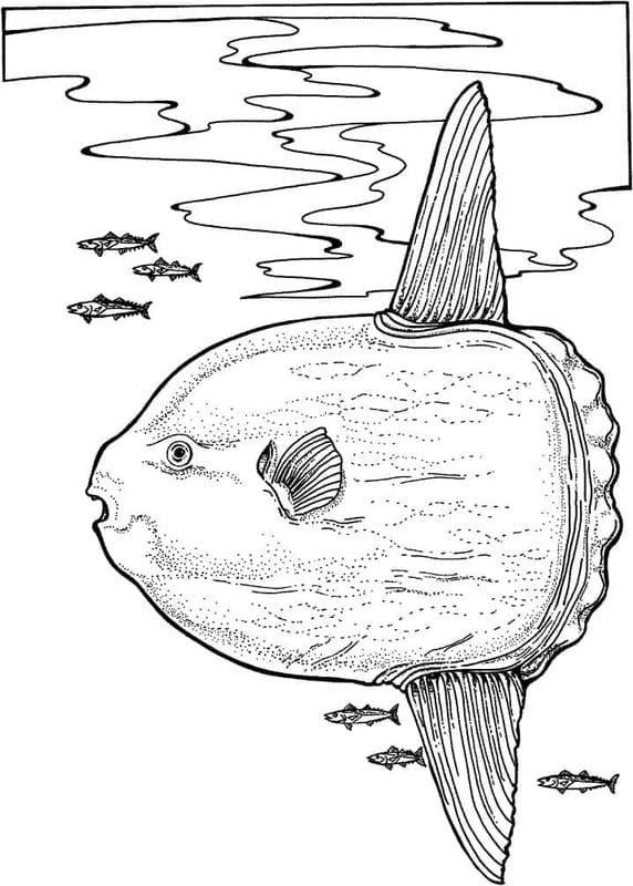 泳ぐマンボウ ぬりえ