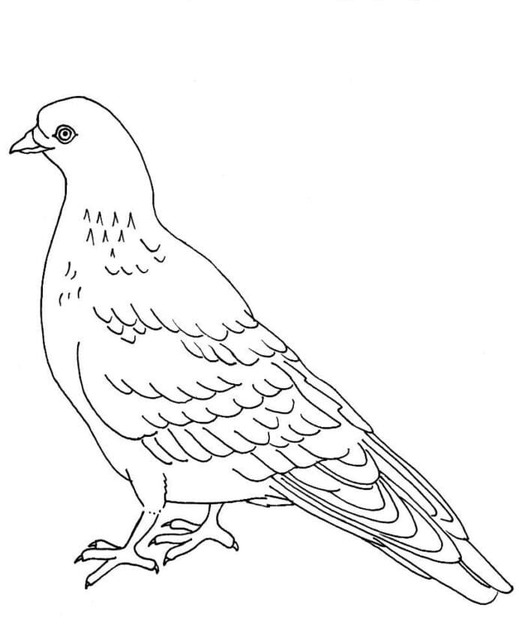 リアルな鳩 ぬりえ
