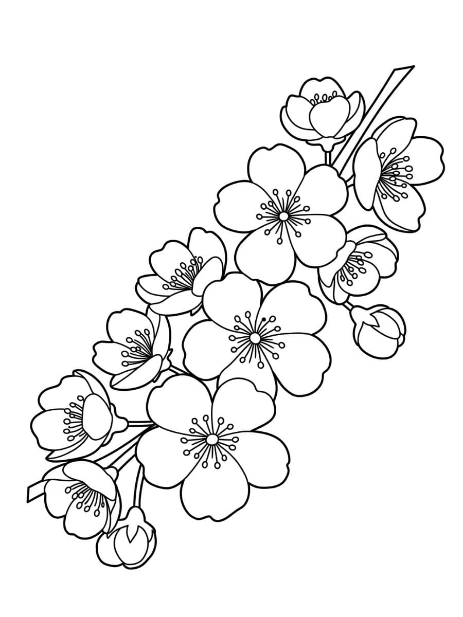 桜 印刷可能な画像 ぬりえ