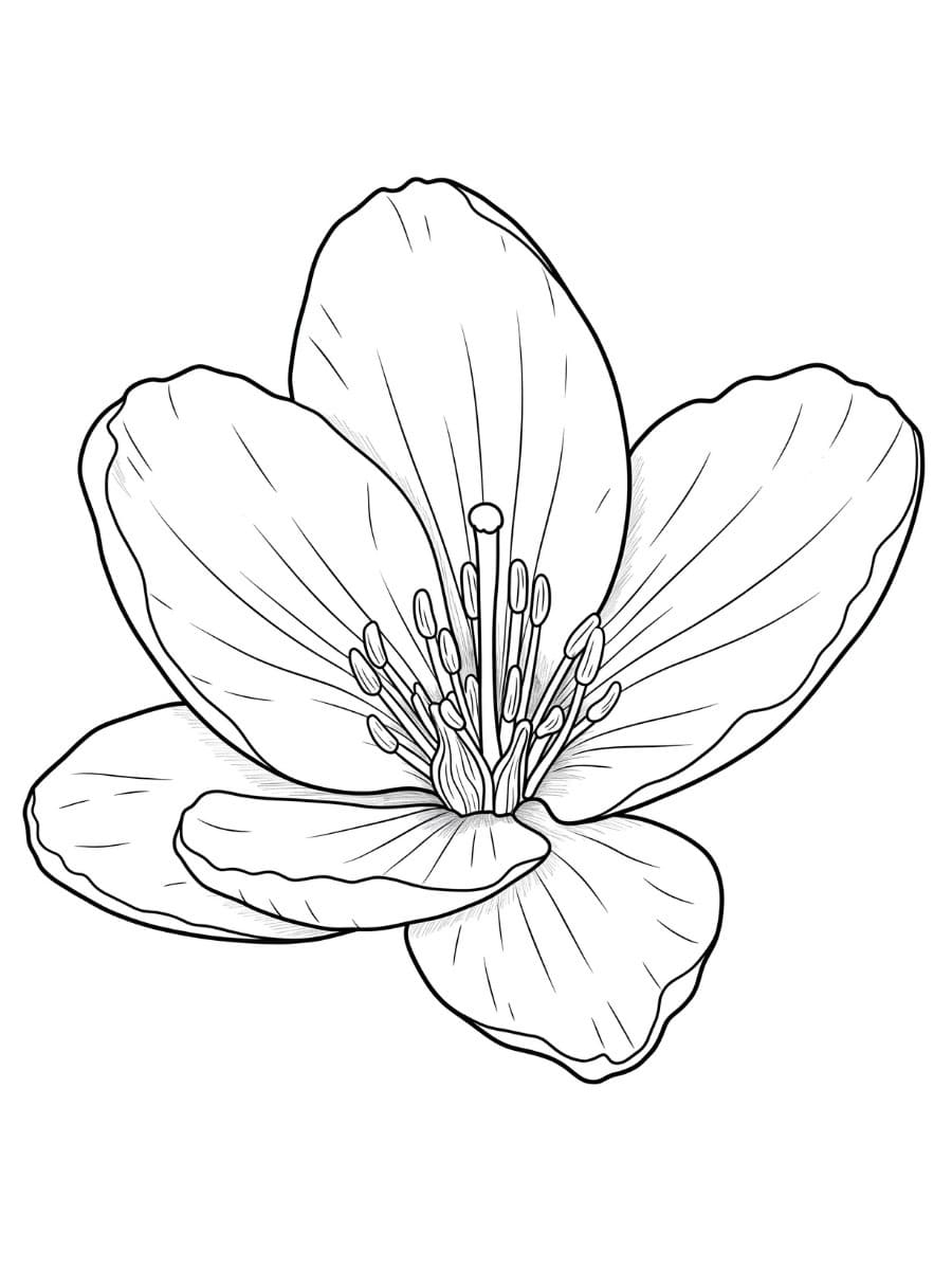 桜 描く7 ぬりえ