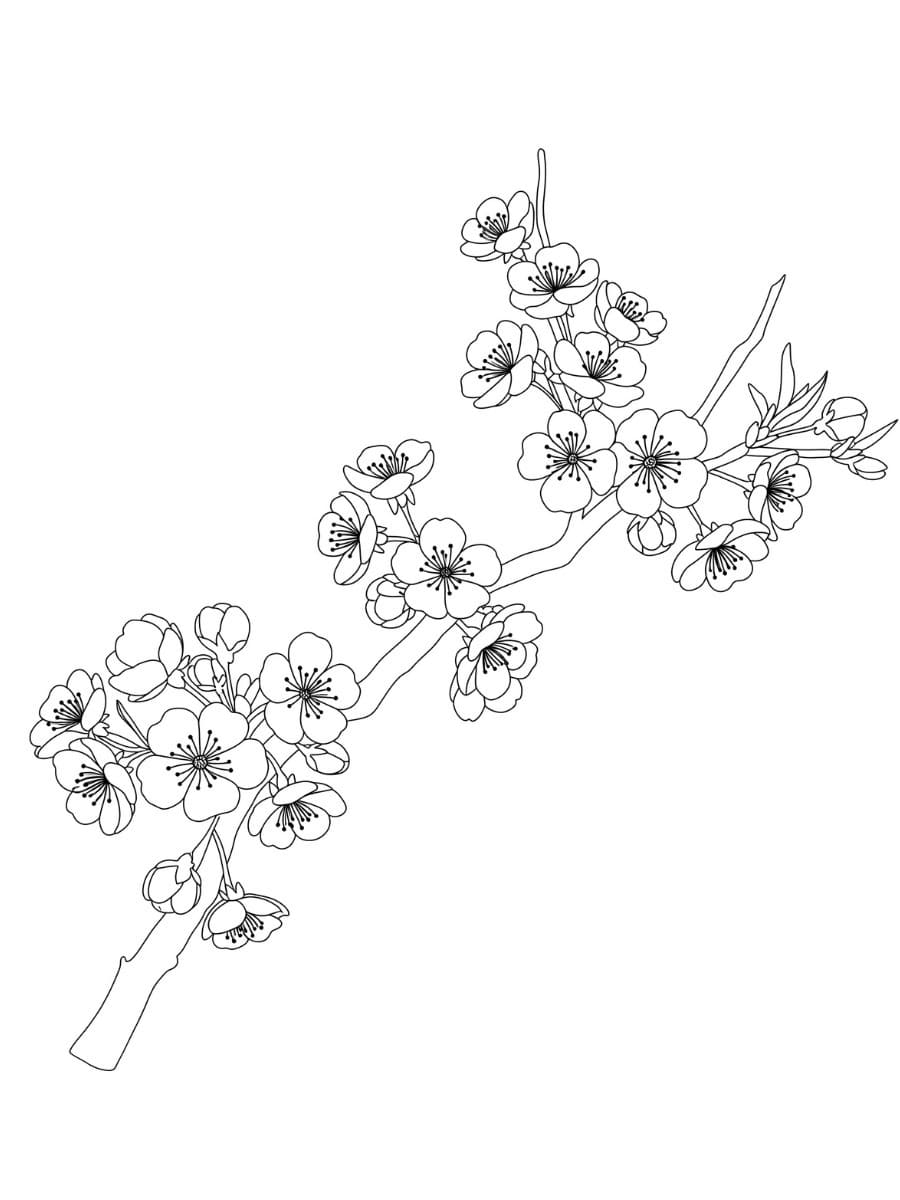 桜 簡単 ぬりえ