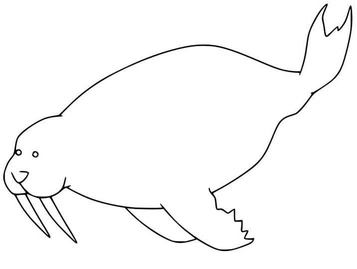 セイウチ 描く ぬりえ