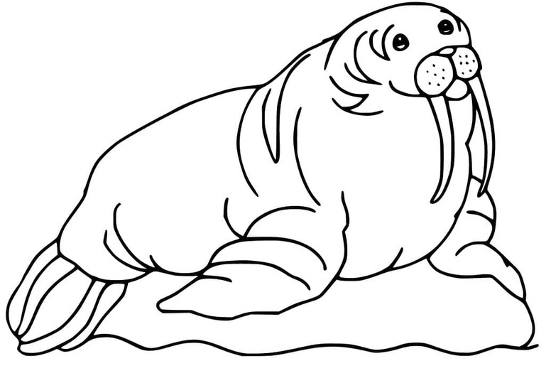 単純 セイウチ 描く ぬりえ
