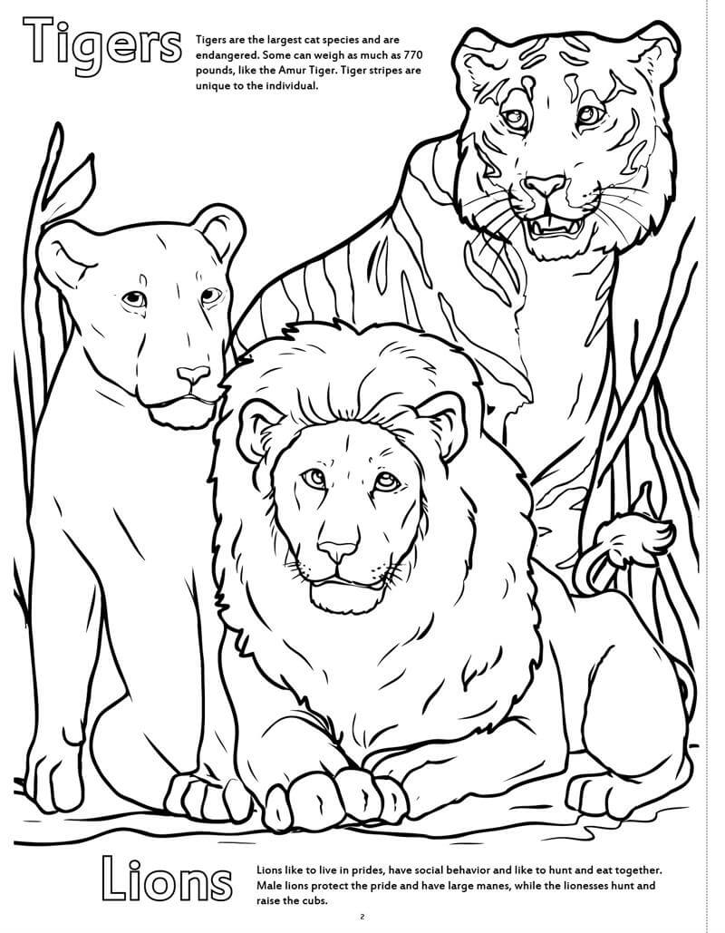 動物園のトラとライオン 印刷可能ぬりえ無料ダウンロード