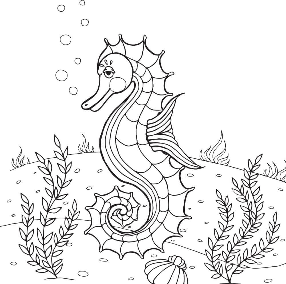 Seahorse Color Sheet